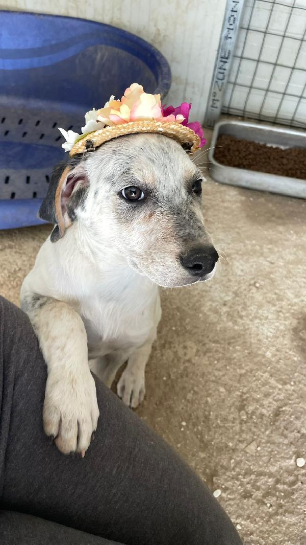 LA TENERA SIRYA Foto 6